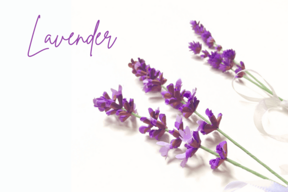 Sprig of Lavender - Realistic Flower: A Guide to Digital Crafting